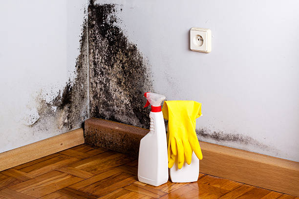 Best Attic Mold Removal  in Norwood, PA